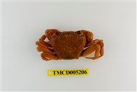 藏品(拉氏清溪蟹)的圖片